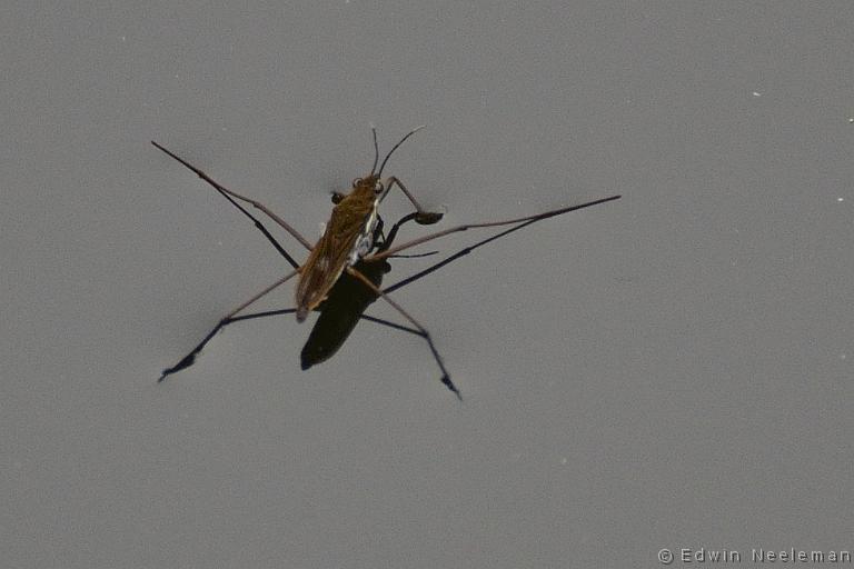 ENE-20130501-0088.jpg - [nl] Schaatsenrijder ( Gerris lacustris )[en] Common Pond Skater ( Gerris lacustris )